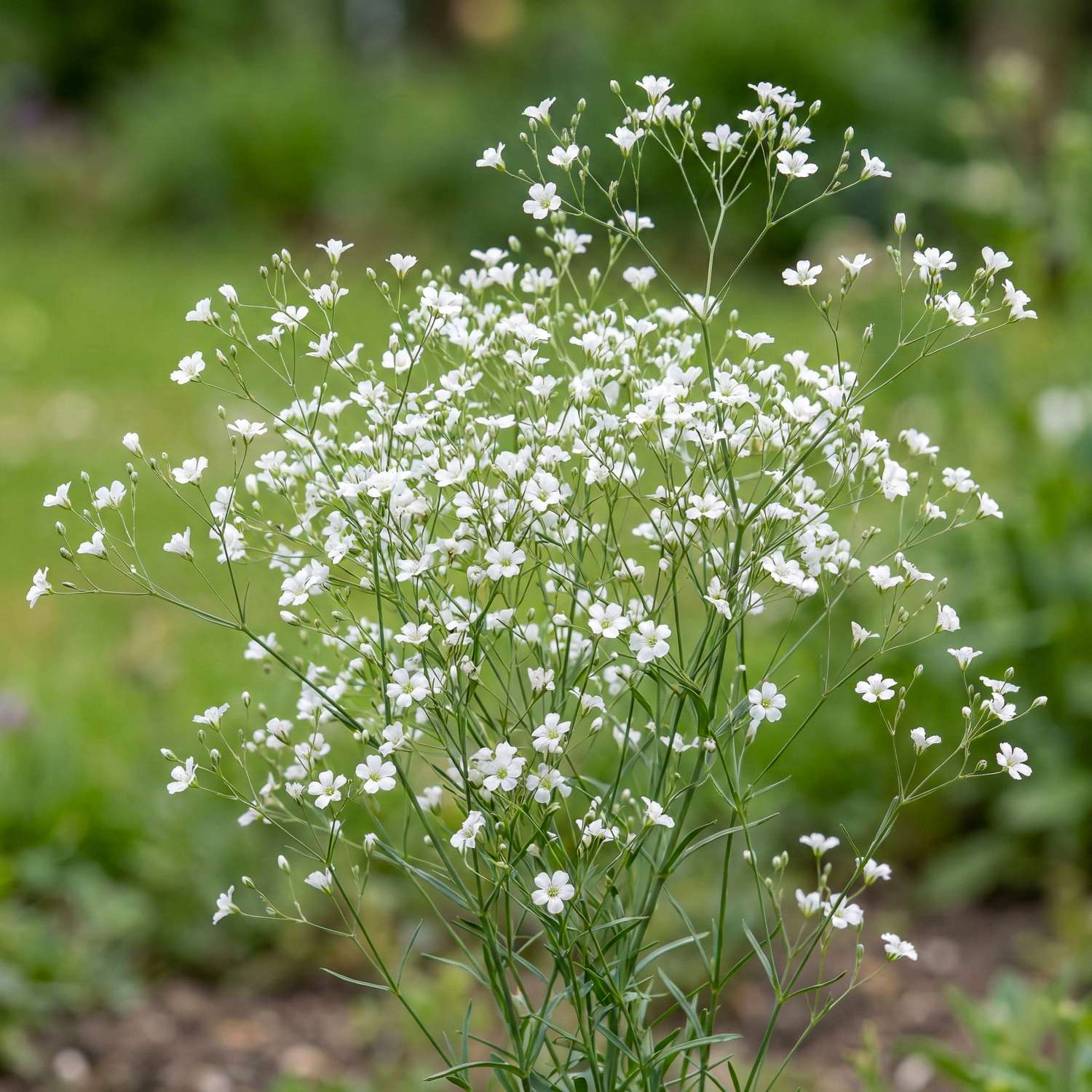 Gypsophile 'Snowflake'